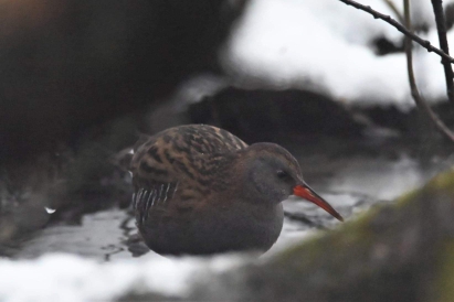 Water Rail