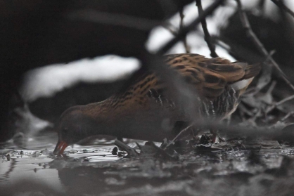 Water Rail