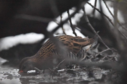 Water Rail