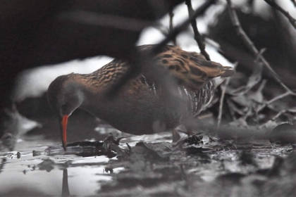 Water Rail