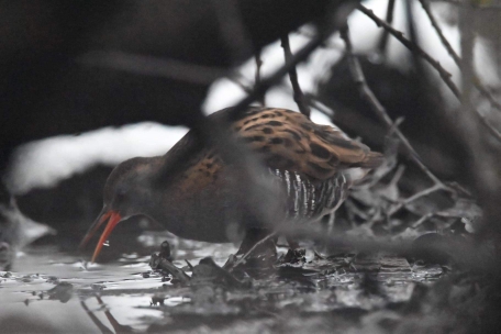 Water Rail