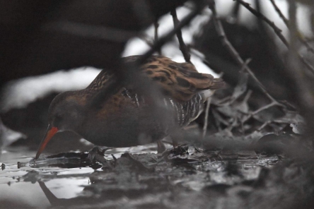 Water Rail