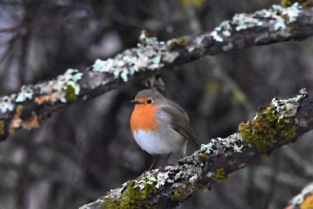 European Robin