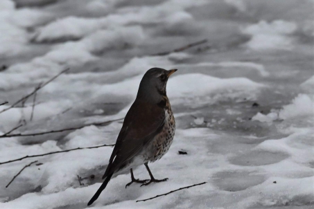 Fieldfare