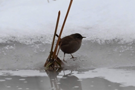 Eurasian Wren