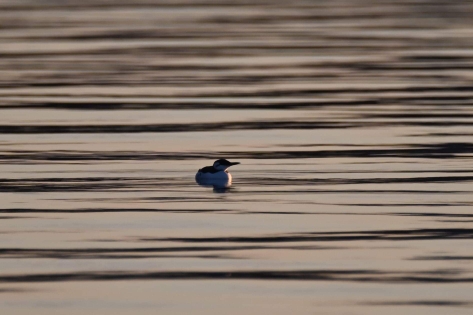 Guillemot de Troïl