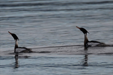 Red-breasted Merganser