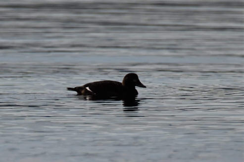 White-winged Scoter