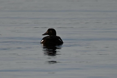 White-winged Scoter