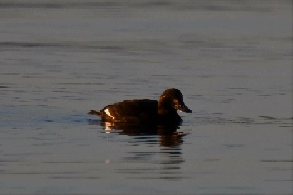 White-winged Scoter