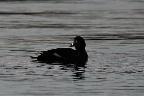 White-winged Scoter