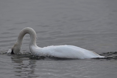 Höckerschwan