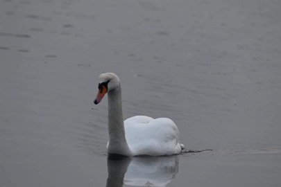 Höckerschwan