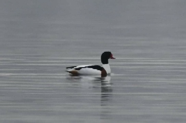 Common Shelduck