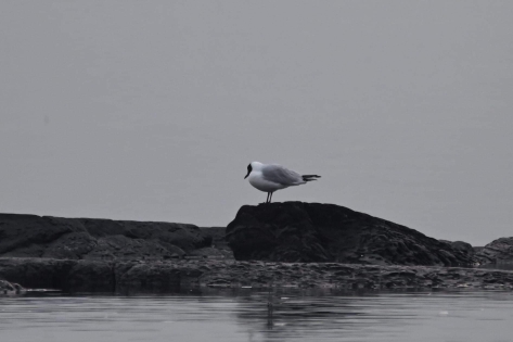 Black-headed Gull