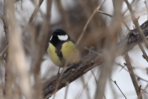 Mésange charbonnière