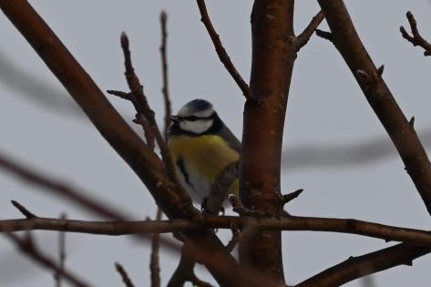 Eurasian Blue Tit