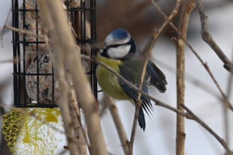 Eurasian Blue Tit