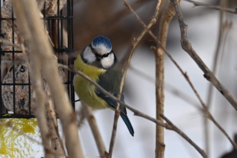 Eurasian Blue Tit