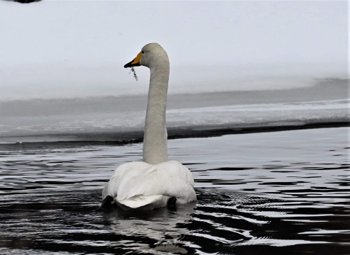 Cigno selvatico