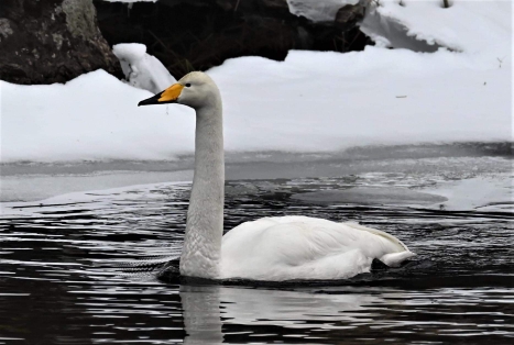 Cigno selvatico