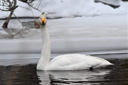 Cigno selvatico