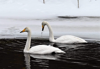 Cigno selvatico