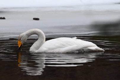 Cigno selvatico