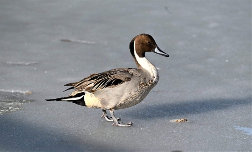 Northern Pintail