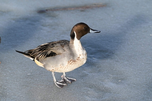 Northern Pintail