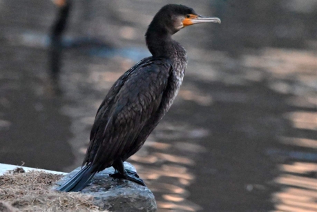 Cormorán grande