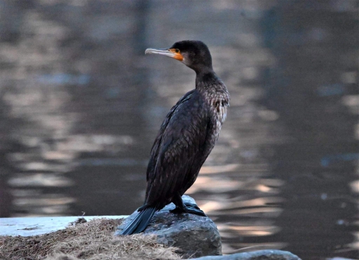 Great Cormorant