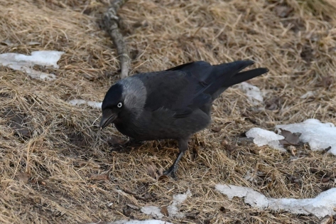 Eurasian Jackdaw