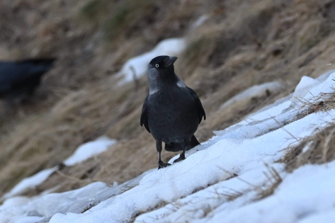 Eurasian Jackdaw