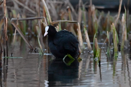 Eurasian Coot