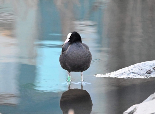 Eurasian Coot