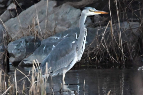 Gray Heron