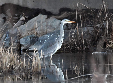 Gray Heron