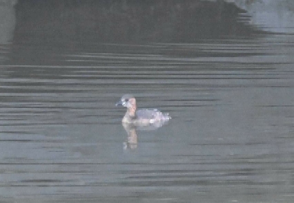 Little Grebe