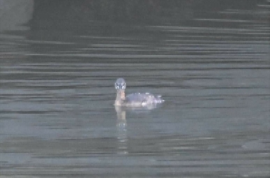 Little Grebe