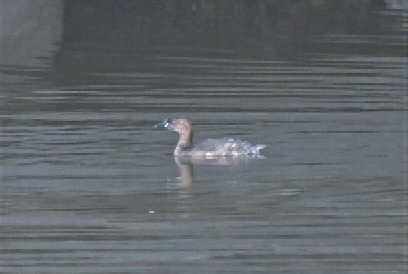 Little Grebe