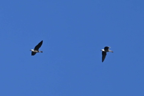 Pink-footed Goose