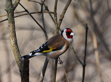 Chardonneret élégant