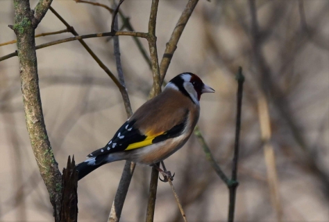 European Goldfinch