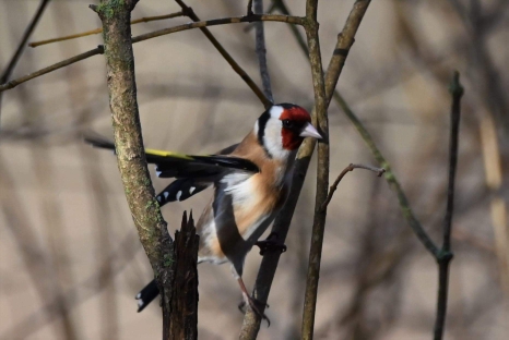 European Goldfinch