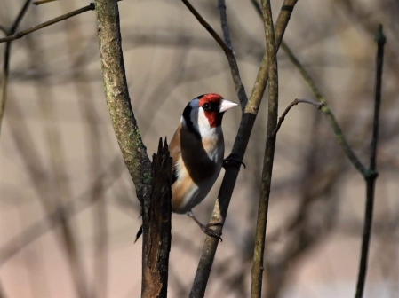 European Goldfinch