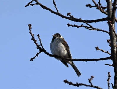 Bruant des roseaux