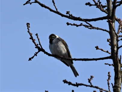 Reed Bunting