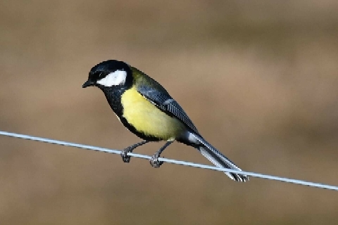 Great Tit