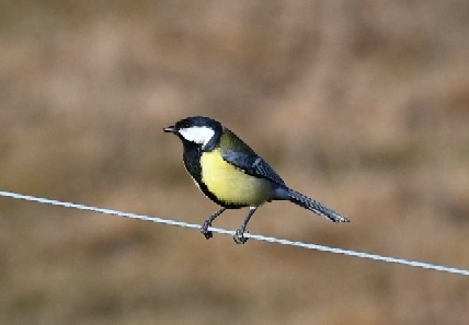 Great Tit